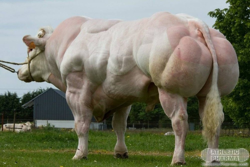 Мускулистая корова